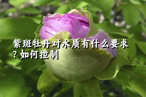 紫斑牡丹对水质有什么要求？如何控制