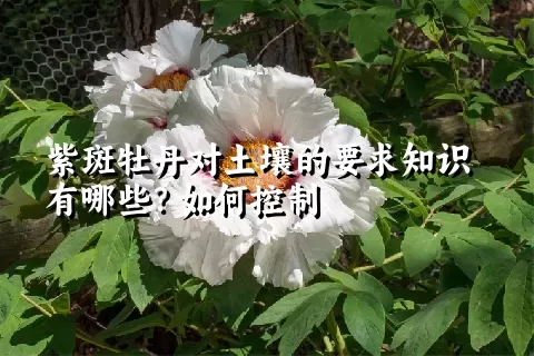 紫斑牡丹对土壤的要求知识有哪些？如何控制