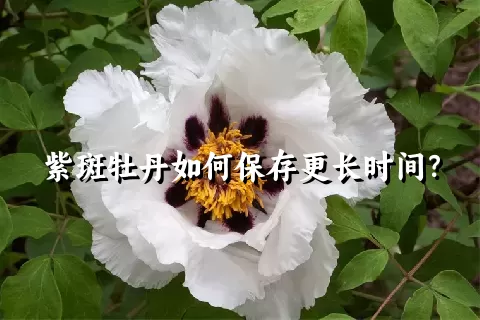 紫斑牡丹如何保存更长时间？