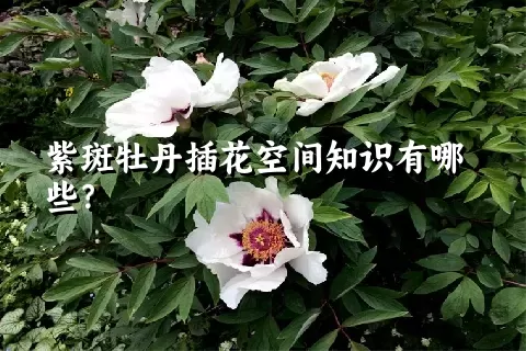 紫斑牡丹插花空间知识有哪些？