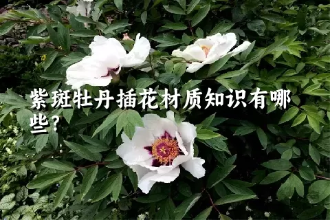 紫斑牡丹插花材质知识有哪些？