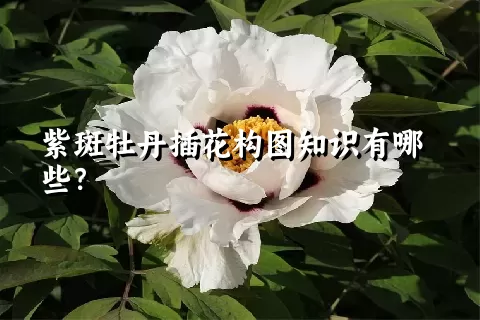 紫斑牡丹插花构图知识有哪些？