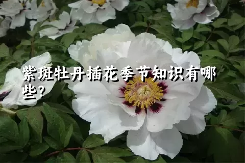 紫斑牡丹插花季节知识有哪些？