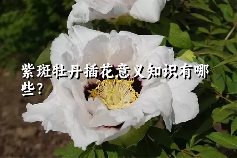 紫斑牡丹插花意义知识有哪些？