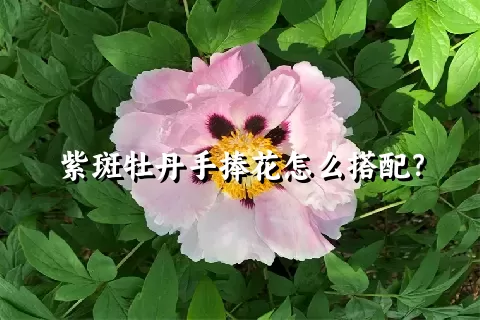 紫斑牡丹手捧花怎么搭配？