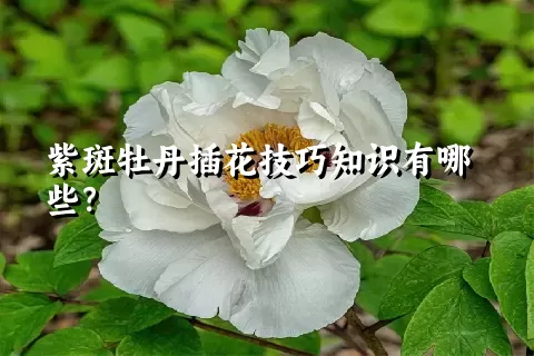 紫斑牡丹插花技巧知识有哪些？