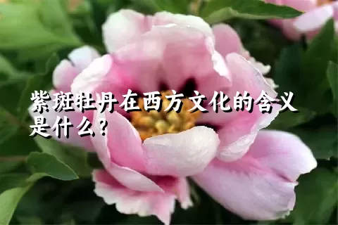 紫斑牡丹在西方文化的含义是什么？