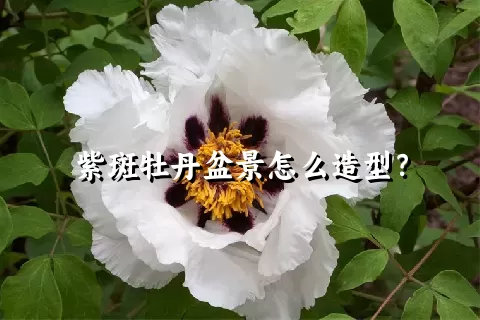 紫斑牡丹盆景怎么造型？