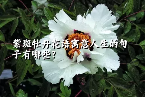 紫斑牡丹花语寓意人生的句子有哪些？