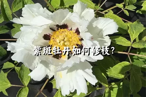 紫斑牡丹如何修枝？