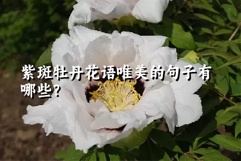 紫斑牡丹花语唯美的句子有哪些？