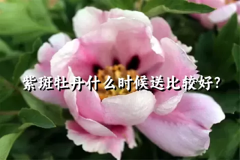 紫斑牡丹什么时候送比较好？