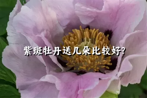 紫斑牡丹送几朵比较好？