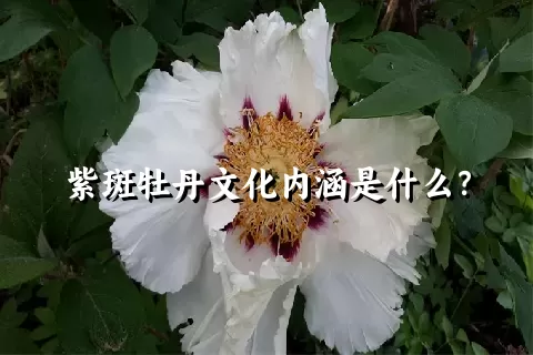 紫斑牡丹文化内涵是什么？