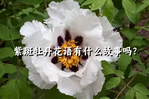 紫斑牡丹花语有什么故事吗？