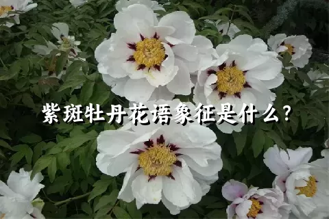 紫斑牡丹花语象征是什么？