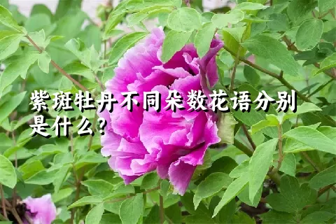 紫斑牡丹不同朵数花语分别是什么？