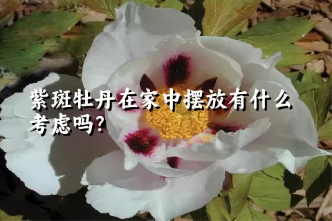 紫斑牡丹在家中摆放有什么考虑吗？