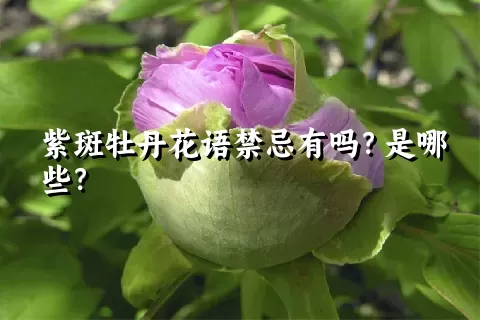 紫斑牡丹花语禁忌有吗？是哪些？