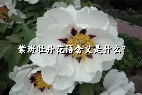 紫斑牡丹花语含义是什么？