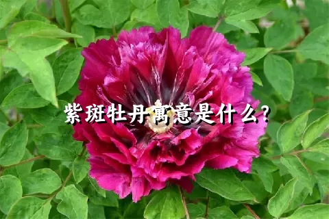 紫斑牡丹寓意是什么？