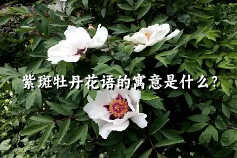 紫斑牡丹花语的寓意是什么？