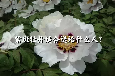 紫斑牡丹适合送给什么人？