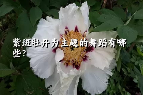 紫斑牡丹为主题的舞蹈有哪些？