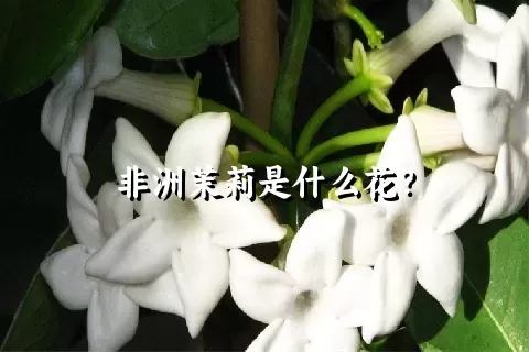 非洲茉莉是什么花？