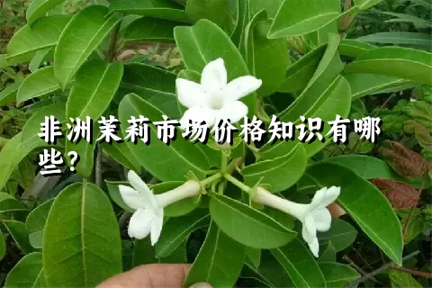 非洲茉莉市场价格知识有哪些？