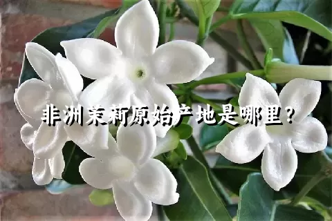 非洲茉莉原始产地是哪里？