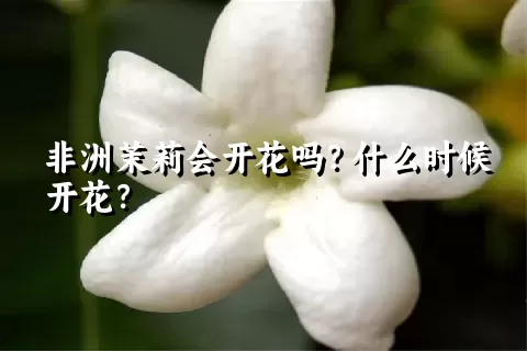 非洲茉莉会开花吗？什么时候开花？