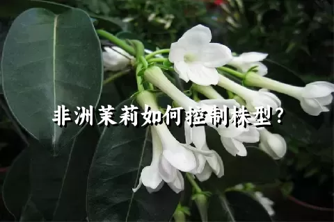 非洲茉莉如何控制株型？