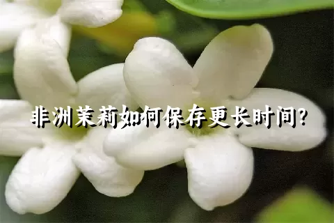 非洲茉莉如何保存更长时间？