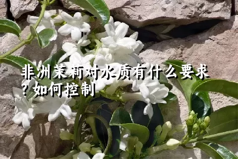 非洲茉莉对水质有什么要求？如何控制