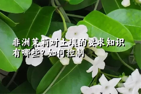 非洲茉莉对土壤的要求知识有哪些？如何控制