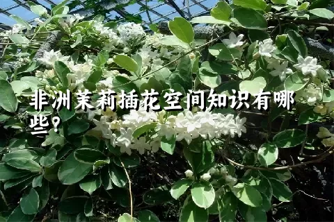 非洲茉莉插花空间知识有哪些？