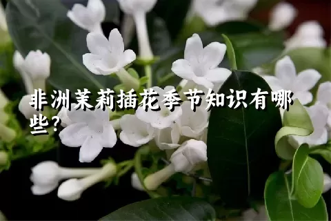 非洲茉莉插花季节知识有哪些？