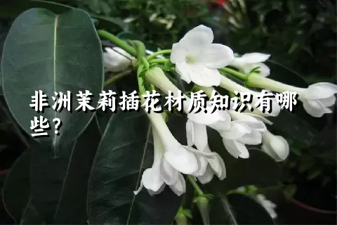 非洲茉莉插花材质知识有哪些？