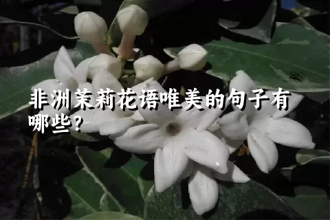 非洲茉莉花语唯美的句子有哪些？