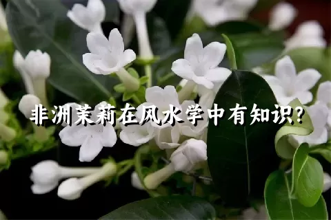 非洲茉莉在风水学中有知识？