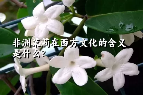 非洲茉莉在西方文化的含义是什么？