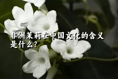 非洲茉莉在中国文化的含义是什么？