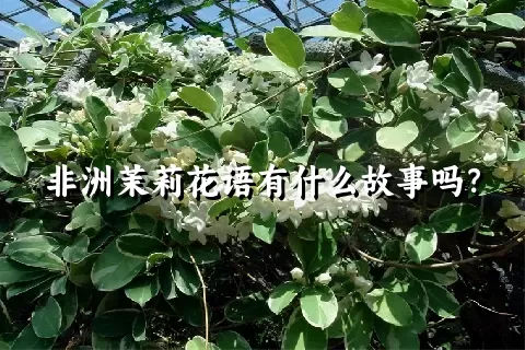 非洲茉莉花语有什么故事吗？