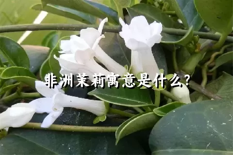 非洲茉莉寓意是什么？