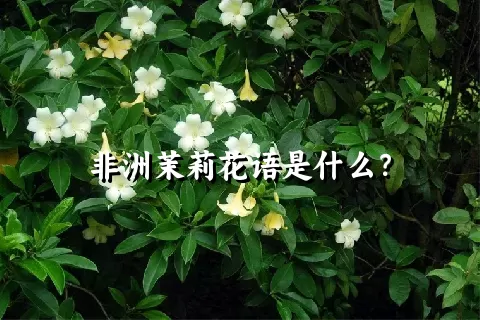 非洲茉莉花语是什么？