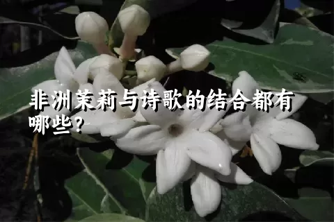 非洲茉莉与诗歌的结合都有哪些？