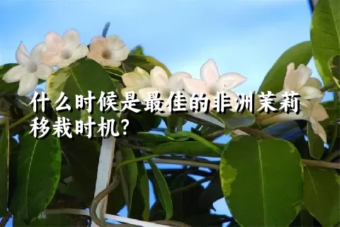 什么时候是最佳的非洲茉莉移栽时机？