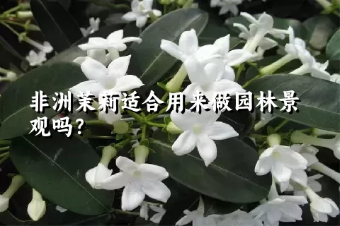 非洲茉莉适合用来做园林景观吗？