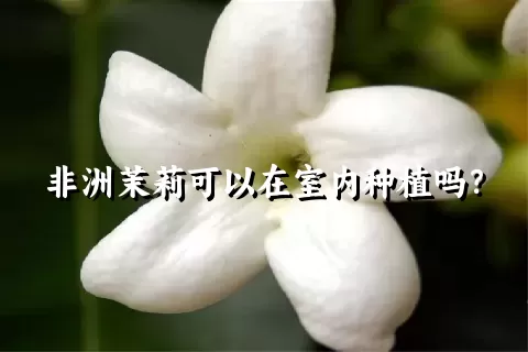 非洲茉莉可以在室内种植吗？